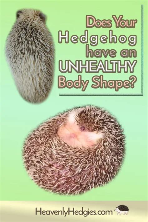 Healthy Hedgehog Weight - Heavenly Hedgies