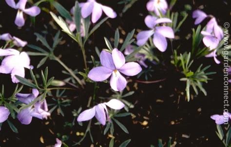 Viola - Plant finder - Knights Garden Centres