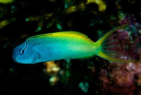 Forktail Blenny (Meiacanthus atrodorsalis) Saltwater Fish For Sale