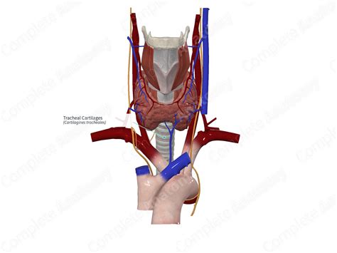 Tracheal Cartilages | Complete Anatomy