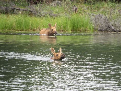 Wildlife of Denali National Park, Part 1 – Wildlife Leadership Academy