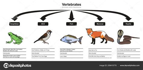 Vertebrados Clasificaciones Características Diagrama Infográfico Que Muestra Todos Los Tipos ...