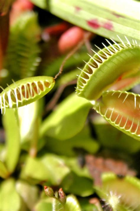 Sundew Plant Eating Frog