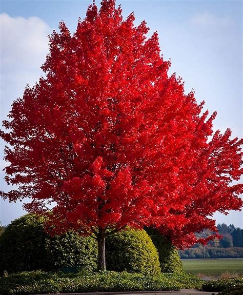 Buy Red Maple Trees Online | Acer Rubrum For Sale