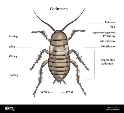 Roach Anatomy