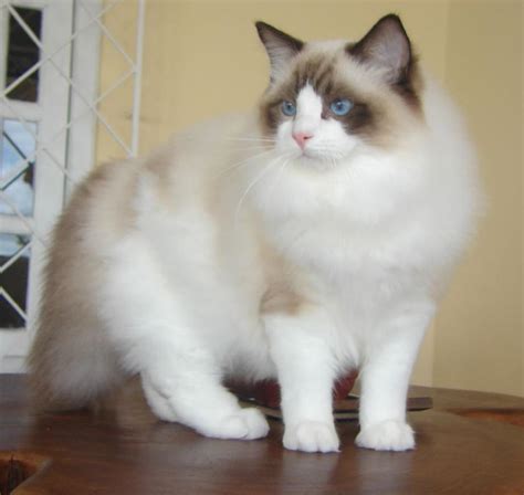 leopard: Ragdoll Cats Species Picture