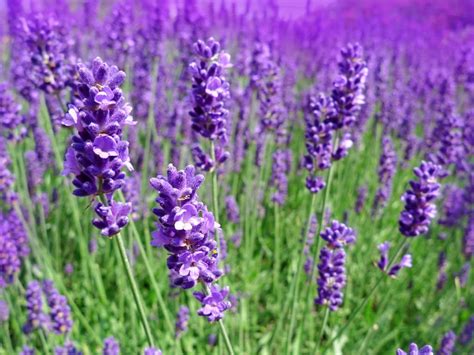 Tell Me About Lavender Plants - www.inf-inet.com