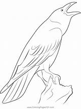Raven Bird Coloring Page For Kids  Free Crows Printable Pages sketch template