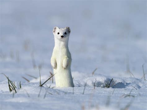 Stoat In Winter Coat, Standing Upright In The Snow, Germany Photograph ...