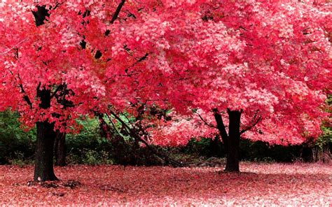 Pink Nature Wallpapers - Wallpaper Cave