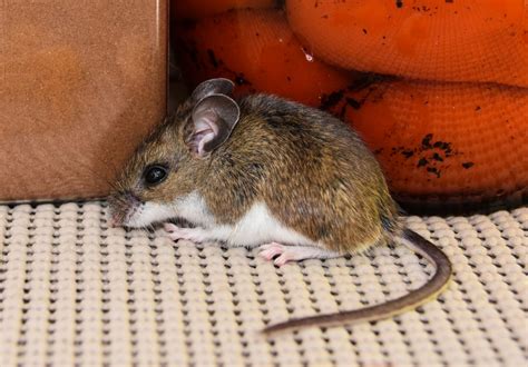 What are the health risks associated with a mouse infestation? - A1 ...