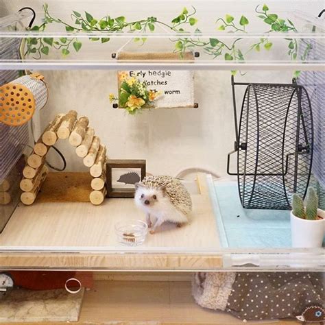 Image result for hedgehog enclosure | Hedgehog pet cage, Hedgehog pet, Baby hedgehog