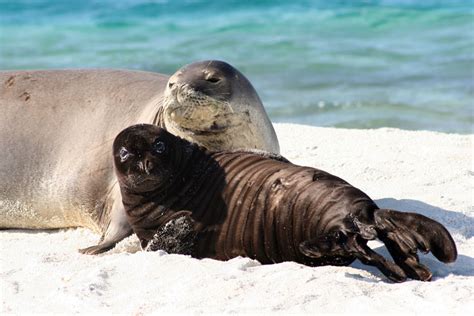 Hawaiian Monk Seals » Marine Conservation Institute