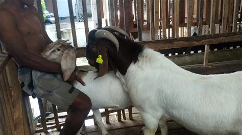 Natural methodology boer goat farming | Goat farming in village - YouTube