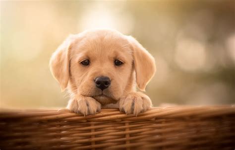 Wallpaper look, background, basket, dog, puppy, face, doggie, Labrador Retriever images for ...