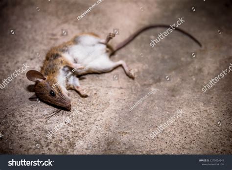 Dead Rats Rattus Rattuslay On Cement Stock Photo 1279524541 | Shutterstock