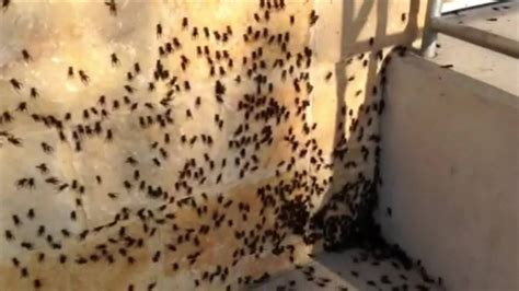 Cooler temps bring cricket infestation - CNN Video