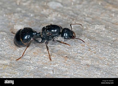 harvester ant (Messor spec.), queen sitting on wood Stock Photo - Alamy