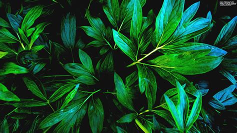 Wallpaper : nature, green, leaves, shadow, plants 2560x1440 - muskratracer - 1141170 - HD ...