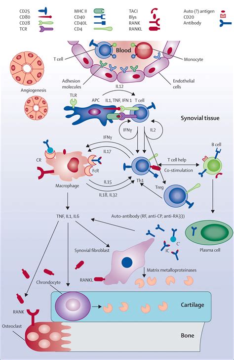 New therapies for treatment of rheumatoid arthritis - The Lancet