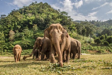 Santuarios de elefantes en Tailandia - Matador Network