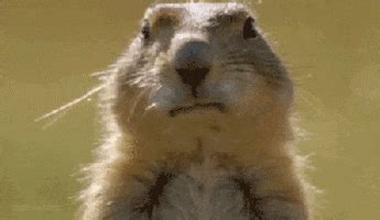 Animals Funny GIFs - Find & Share on GIPHY