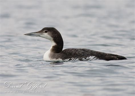 Great Northern Diver | David Gifford Photography