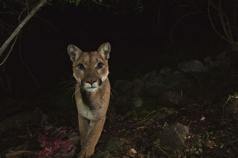 Southern California mountain lions at risk of extinction within 50 years • Earth.com