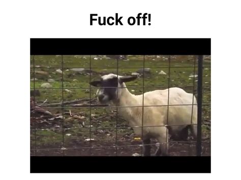 Screaming goat Animated Gif Maker - Piñata Farms - The best meme ...