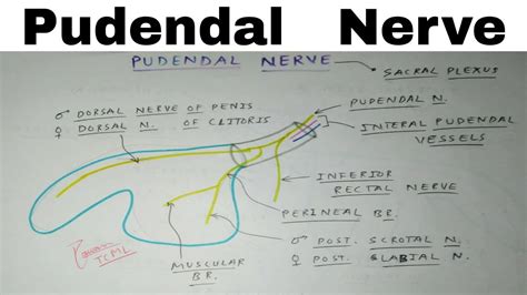 Pudendal Nerve - YouTube