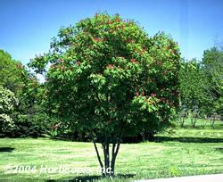 Dwarf Red Buckeye tree, Aesculus pavia