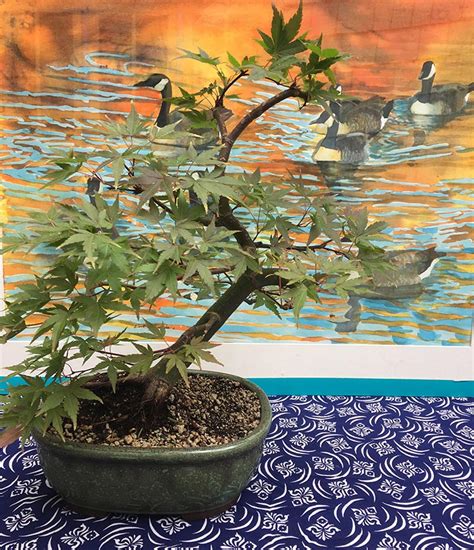 Acer palmatum “Ryu Sei” - Bonsai Akira