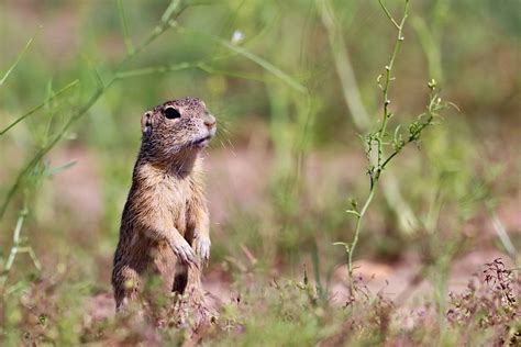 Gopher Rodent Standing - Free photo on Pixabay - Pixabay