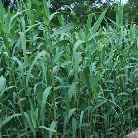 TOP 10 Giant Reed FACTS | Arundo BioEnergy