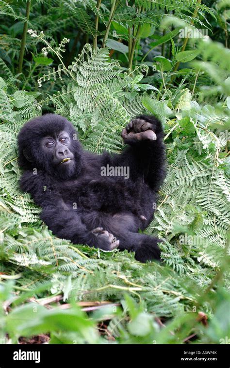 Gorilla nest hi-res stock photography and images - Alamy