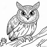 Nocturnal Animals Coloring Page 60923 48206 sketch template