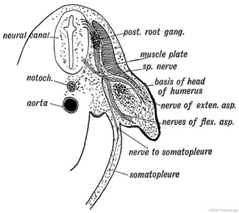 Book - Human Embryology and Morphology 20 - Embryology