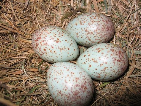 Pin on Birds~Nature's Easter Eggs