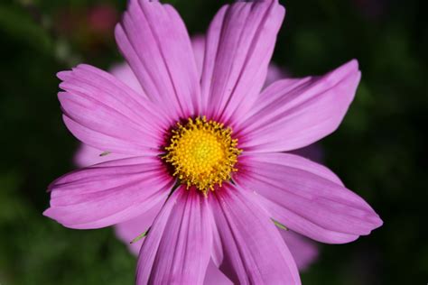 Bright Pink Cosmos Free Stock Photo - Public Domain Pictures