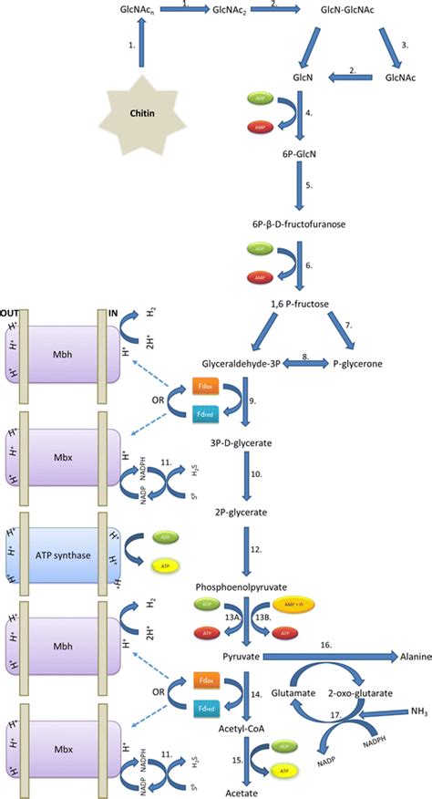 Pathways for chitin degradation and central energy production of P.... | Download Scientific Diagram