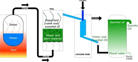 How Are Essential Oils Extracted From Plants? (Steam distillation, CO2 ...