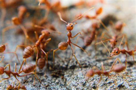 Red Imported Fire Ants (Solenopsis invicta) - The Lazy Naturalist - Sarasota, Florida