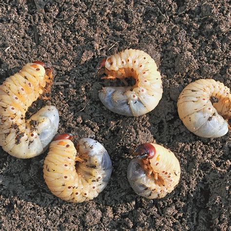 Pest Spotlight: Grub Control | Cardinal Lawns