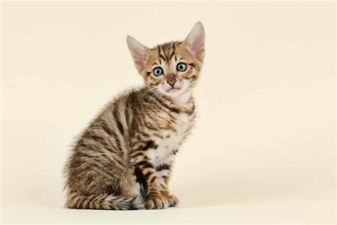 Why Toyger Cats Are Great House Pets | Blog - Cattitude