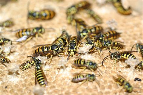 Yellow Jackets: Highly Social Little Stingers | College of Sciences | Georgia Institute of ...