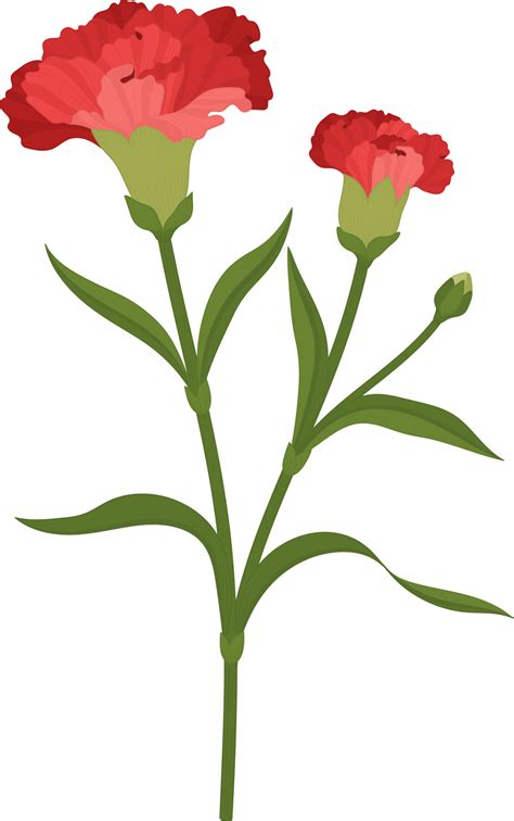 red carnation flower hand drawn illustration. 9842566 PNG