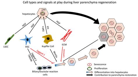 Ijms Free Full Text Liver Regeneration Different Sub Populations | Free Nude Porn Photos