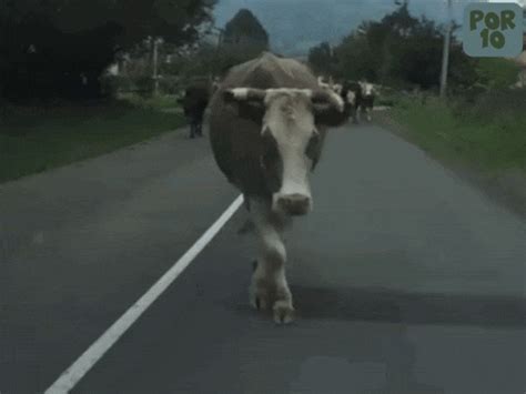 Catwalk Cow GIF - Catwalk Cow Model - Discover & Share GIFs