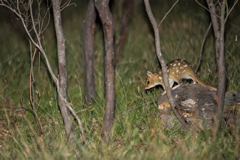 Spotted-tailed Quoll :: YourSay ACT