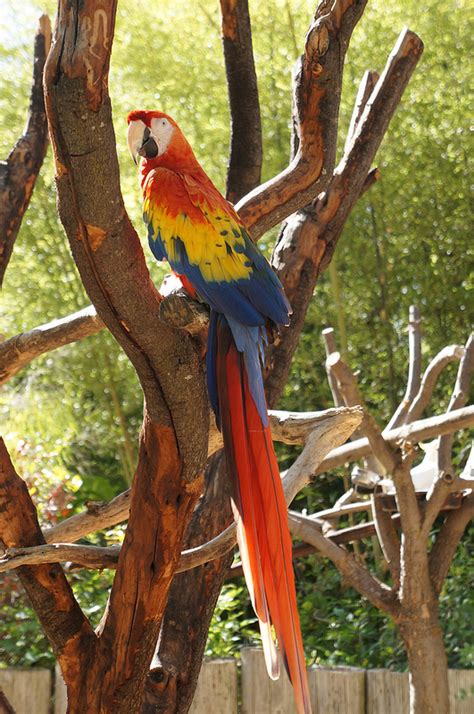 Meet 8 Unique Wildlife of Belize | Island Expeditions